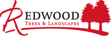 Redwood Tree and Landscapes